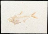 Detailed, Diplomystus Fossil Fish - Wyoming #43823-1